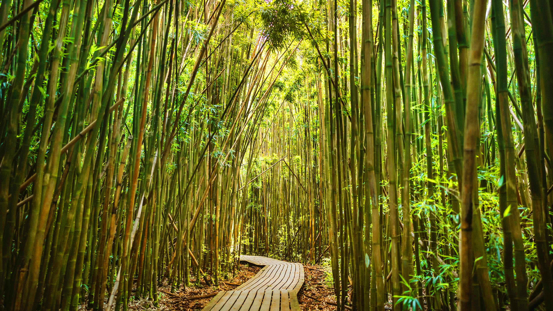 bamboo