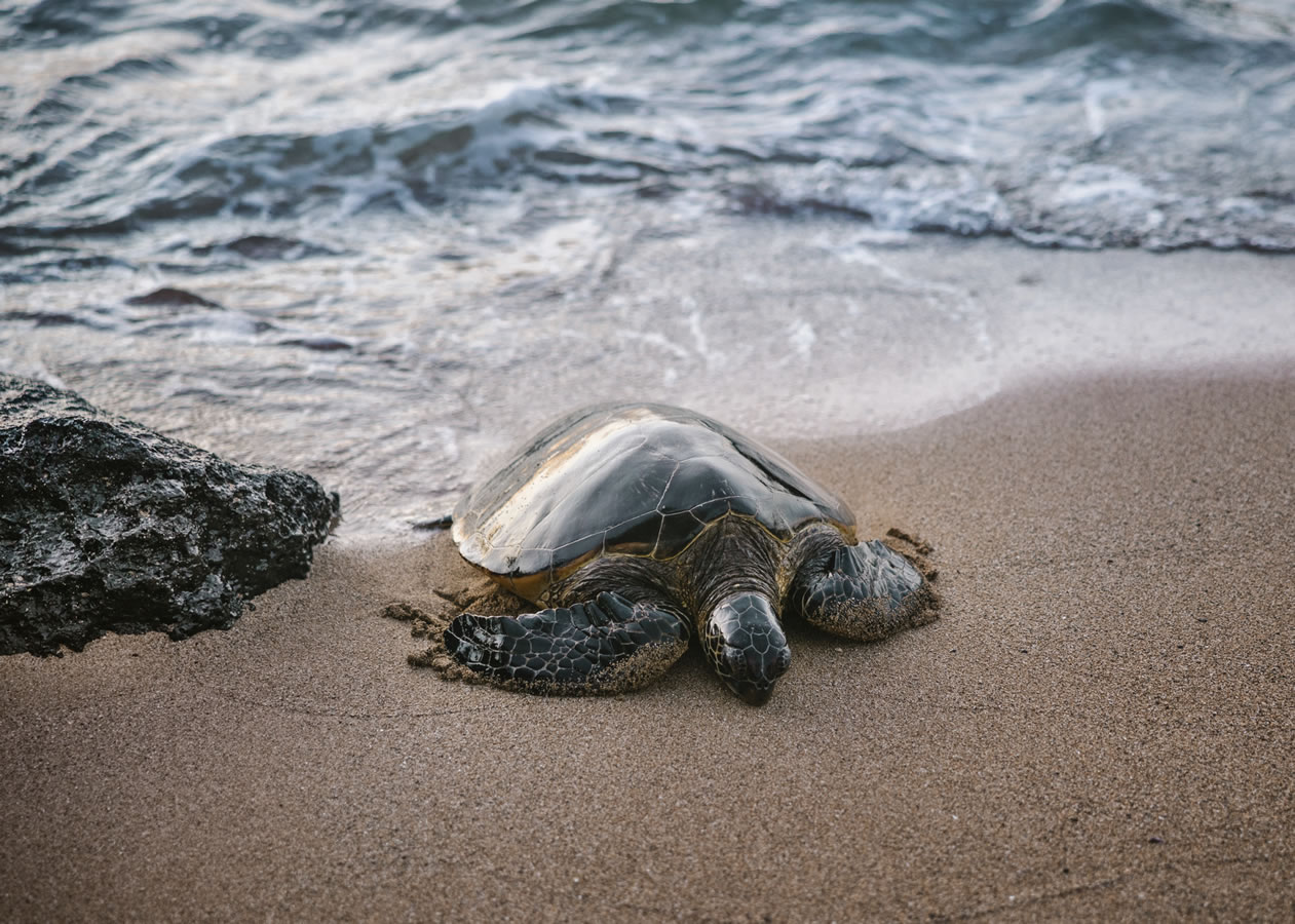 honu